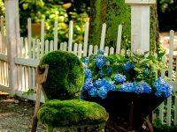 Hydrangeas, garden