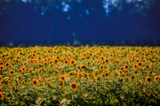 Sunflower field in Kentucky