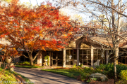 JapaneseMaple in front of a home.