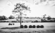 Rolled bales of freshly cut hay in northern Alabama.