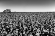 Cotton field at dusk, northern Alabama