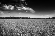 A mature wheat crop in a fiield in Northern Alabama. Black & white.