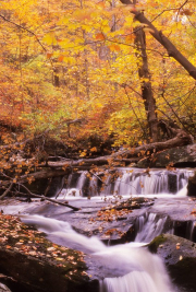 Forest and stream, New York State, autumn color, photo