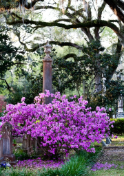 Azaleas in bloom, cemetary, St.Francisville, Louisiana