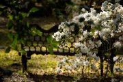 Azalea and iron bench