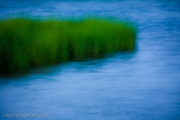 Marsh grass, North Carolina
