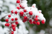 Snow on Nandina berries