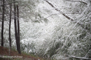 Snow on trees and shrubs.