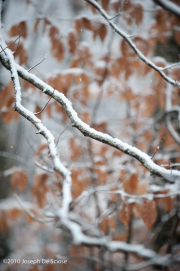 Snow on tree branches