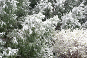 Snow on trees and shrubs.