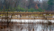 Sandhill Cranes, Wheeler National Wildlife Preserve, Alabama