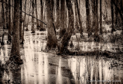 Ebenezer Swamp, Montlo, Alabama