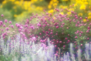 Mixed annual bed, New York Botanical Garden