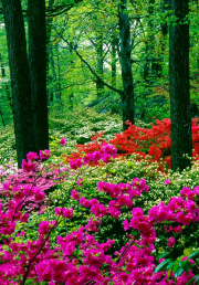 Azaleas, New York Botanical Garden