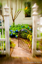 Hydrangeas, Hudson Garden, Douglasville, Georgia