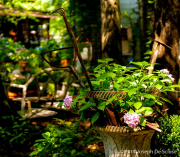 Garden Vignette