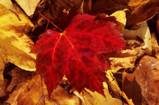 photo, autumn leaf floating in water, Photograph Joseph De Sciose