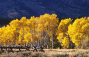 Yellowstone National Park, photo, Autumn, Photograph Joseph De Sciose