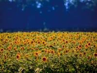 Sunflower field in Kentucky
