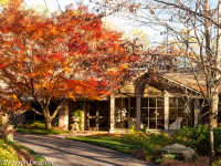 JapaneseMaple in front of a home.