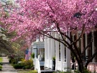 Cherry blossoms, Columbus, Georgia