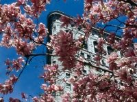 Flat Iron Building framed by Magnolia blossoms, spring, New York City