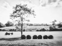 Rolled bales of freshly cut hay in northern Alabama.