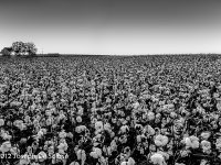Cotton field at dusk, northern Alabama