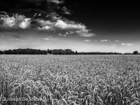 A mature wheat crop in a fiield in Northern Alabama. Black & white.