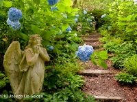Hydrangea Garden with Angel