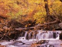 Forest and stream, New York State, autumn color, photo