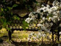 Azalea and iron bench