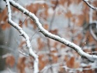 Snow on tree branches