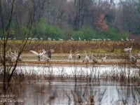 Sandhill Cranes, Wheeler National Wildlife Preserve, Alabama