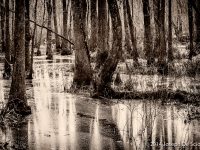 Ebenezer Swamp, Montlo, Alabama