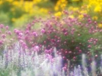 Mixed annual bed, New York Botanical Garden