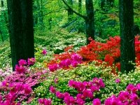 Azaleas, New York Botanical Garden
