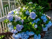 An arrangement of Hydrangeas