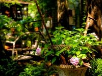 Garden Vignette