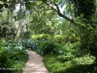 St Francisville, Louisiana, Photograph Joseph De Sciose,