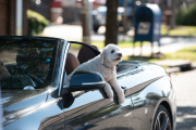 The Assistant Driver