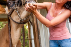 A 38 year old brunette woman pulling the lips of a cow back to show the teeth.
