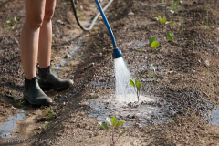 watering seedlings, organic farm,