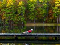 Man napping on a dock by a lake