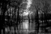 Black & White, trees by a pond