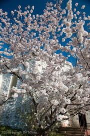 Cherry Blossoms, Northern Alabama