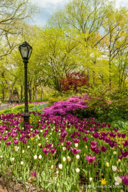 Azaleas and Tulips, Central Park, NYC