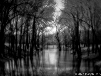 Black & White, trees by a pond