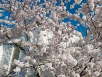 Cherry Blossoms, Northern Alabama