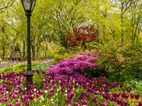 Azaleas and Tulips, Central Park, NYC